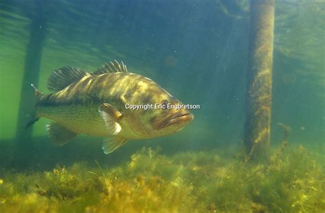 Largemouth Bass Engbretson Underwater Photography