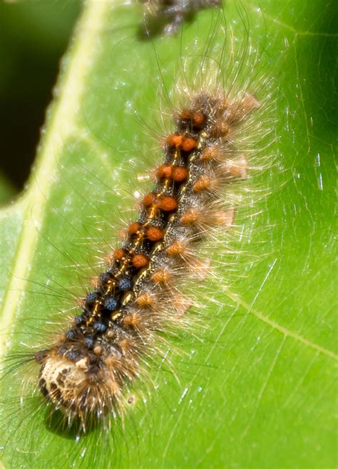life cycle of gypsy moth caterpillar