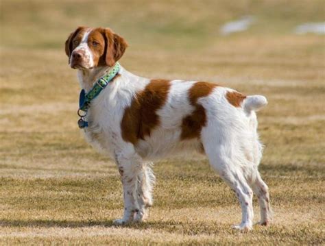 17 Best Spotted Dog Breeds List With Pictures 2023