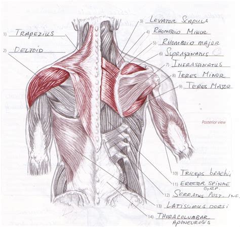 Muscles Of The Arm Anterior Muscular Anatomy Pinterest Muscles