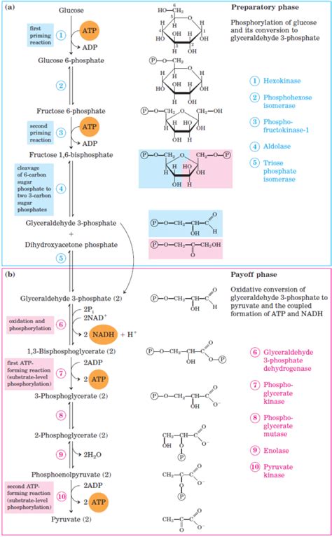 Glycolysis All Steps Explained With Diagrams Enzymes Products And