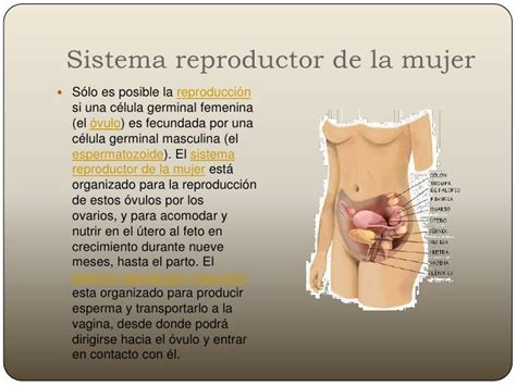 Sistema Reproductor Del Hombre Y La Mujer