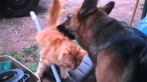 German Shepherd And Cat Friends Youtube