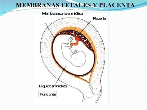 O Desenvolvimento Da Placenta órgão Importante No Desenvolvimento De Mamíferos