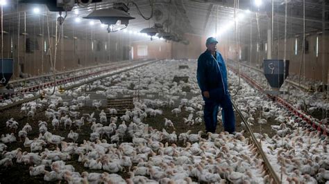 Powerless To Stop Poultry Farms Nc Residents Live With Odor Charlotte Observer