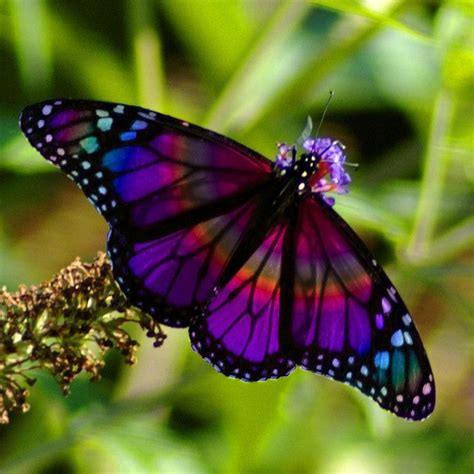 Rainbow Butterfly By Photomastergreg Tony Gebely Gebely Gebely Gebely