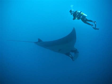 Diving With Manta Rays Archives Blue Season Bali
