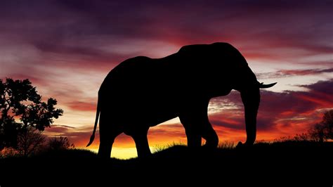 Download Wallpaper Elephant Silhouette 2560x1440