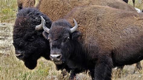 American Buffalo Spirit Of A Nation About Nature Pbs