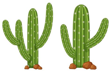 Two Cactus Plants On White Background 296418 Vector Art At Vecteezy