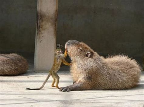 Monkey Grooming Capybara Animals Animals Friends Animals Friendship
