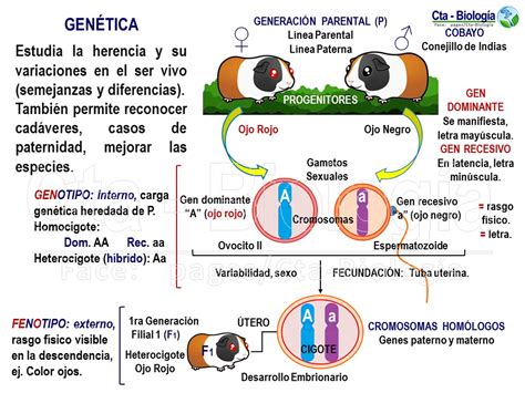 Biología Didáctica Tema Genética Mendeliana