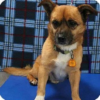 Connecting people with their perfect animal companions. Calgary, AB - Terrier (Unknown Type, Small) Mix. Meet ...