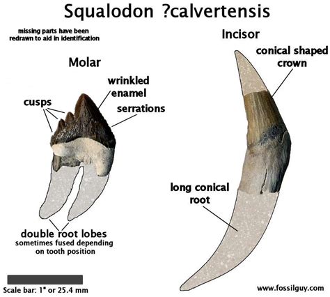 Squalodon The Shark Toothed Whale Facts Information
