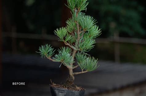 Criando Um Bonsai De Pinheiro Bonsai Empire