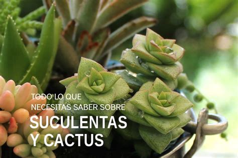 Todo Lo Que Necesitas Saber Sobre Plantas Suculentas Y Cactus Guía De