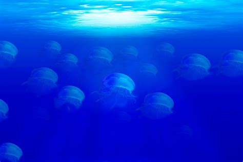 Free Images Sea Water Ocean Group Underwater Jellyfish Blue