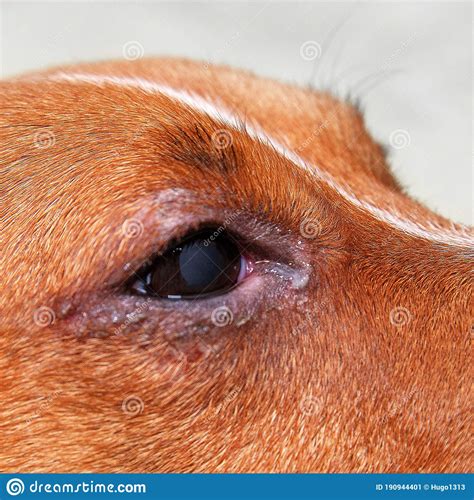 Retrato De Un Perro Con Problemas Oculares Conjuntivitis Perro Con