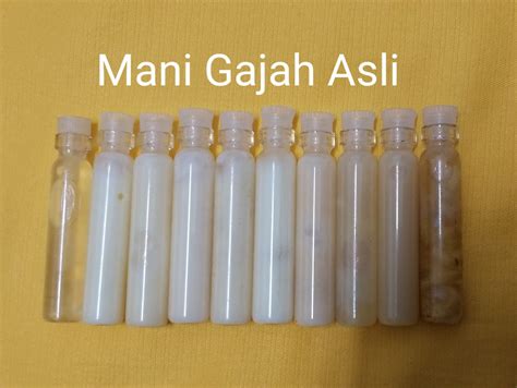 Keunikan dan khasiat air mani. Berita TV Malaysia: Khasiat Mani Gajah Asli Cair