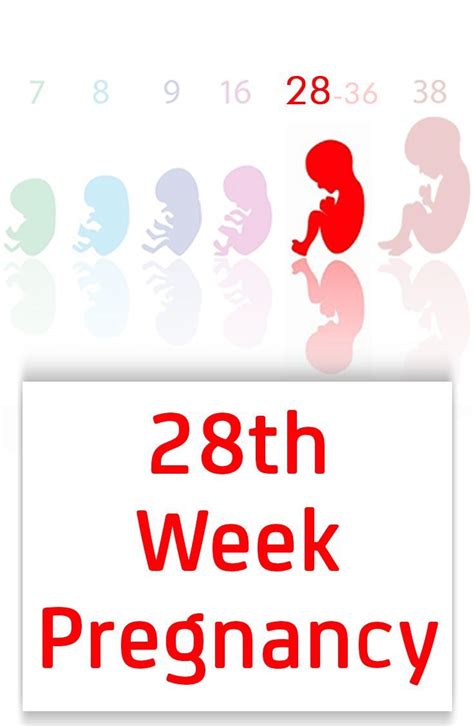 Weeks Pregnant Symptoms Baby Development And Changes Pregnancy Week By Week Baby