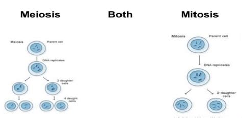 Similarities Between Mitosis And Meiosis Slideshare