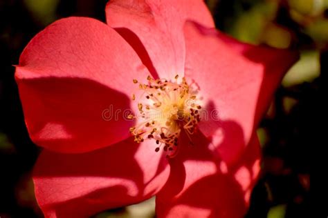Flor Detallada De Rose Roja Con El Primer Del Polen Foto De Archivo
