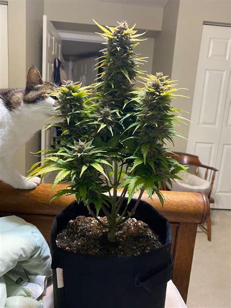 Is My Northern Lights Ready To Harvest Autoflowers I Love Growing