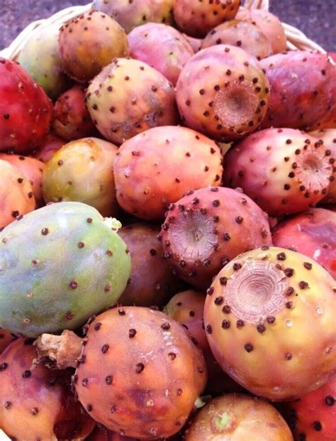 30 Sicilian Cactus Fruit Prickly Pear Indian Fig Plant Seeds In
