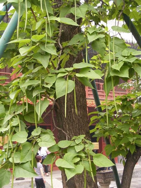And best of all, they taste good! Green Bean Tree? | June 2008---A weird looking tree ...