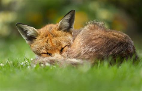 Close Up Of A Red Fox Sleeping On Grass Stock Photo Image Of Smart