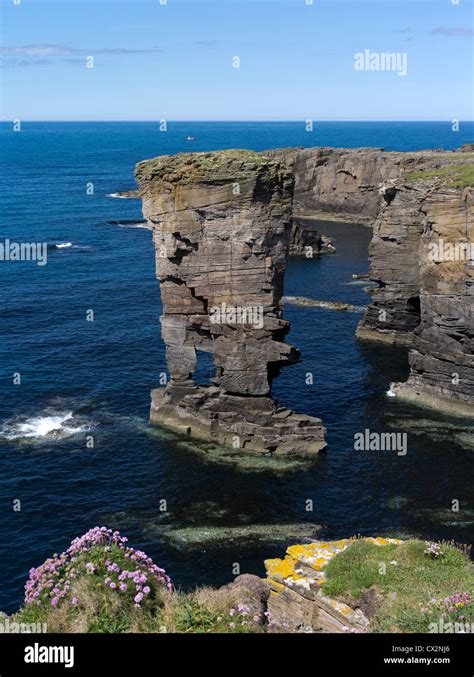 Dh Yesnaby Castle Yesnaby Orkney Sea Stack Seapink Flowers Rocky Sea
