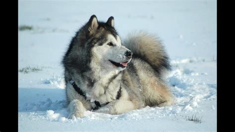 Alaskan Malamute Husky Dogs Animals Animales Animaux Pet Dogs