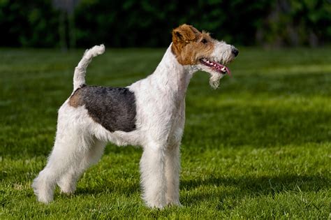 The Ultimate List Of Terrier Dog Breeds Canna Pet