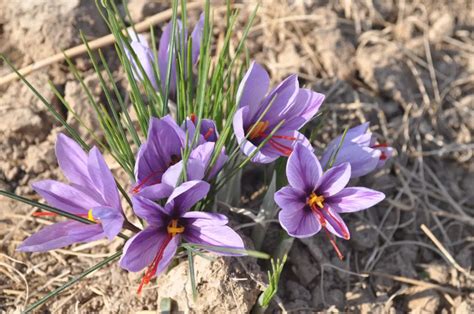 Crocus Flower Interesting Facts And Saffron Uses A To Z Flowers