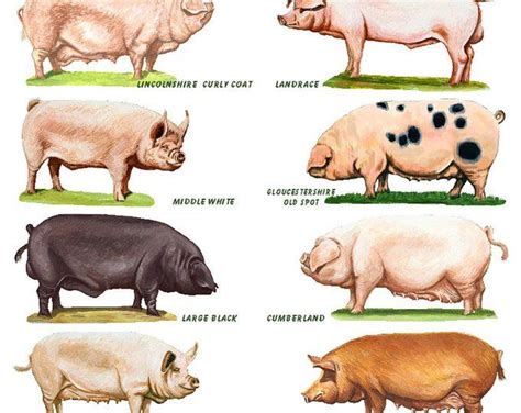 A4 Laminated Posters Breeds Of Cattle Sheep Or Pigs Etsy Pig Breeds