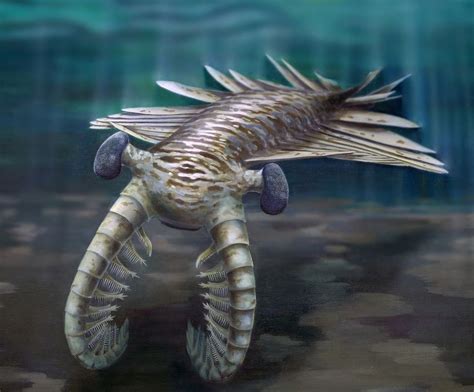 Cambrian Period And Cambrian Explosion Facts And Information Live Science