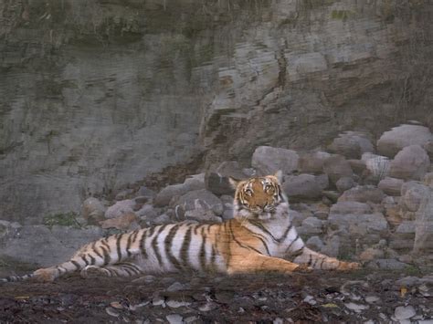 Land Of Tiger Smithsonian Photo Contest Smithsonian Magazine