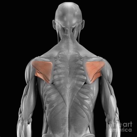The Muscles Of The Scapula Photograph By Science Picture Co Pixels