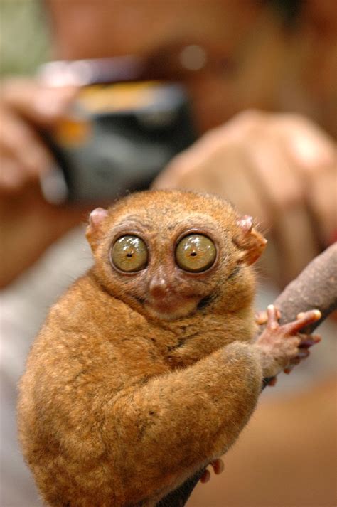 See more ideas about funny photos, funny, funny pictures. 25 Hilariously Funny Photos of Shocked Animals