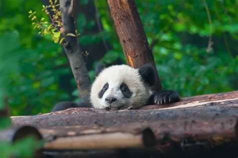 Runslepp How Did Pandas Become Endangered