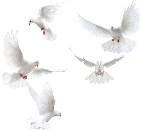 Dove Png Columbidae Bird Squab Pigeons And Doves Feather White