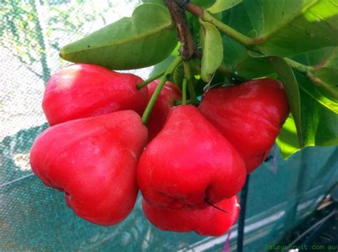 Whole fruits are also available from. Jambu Fruit Retailer in Virudhunagar Tamil Nadu India by ...