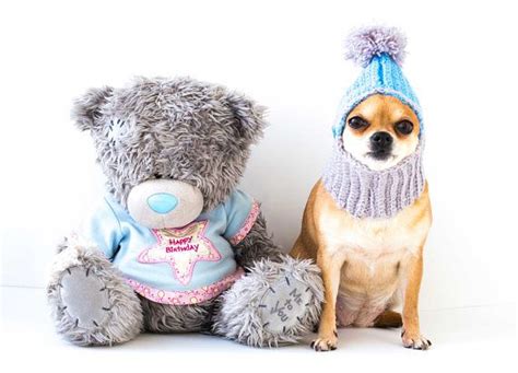 Knitted Dog Hat Cozy Crochet Dog Hat Warm Winter Dog Hat Puppy