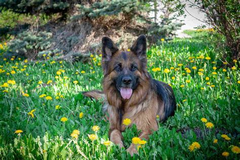 King Shepherd Full Profile History And Care