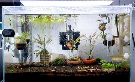 How To Change A Fish Tank Filter How Often