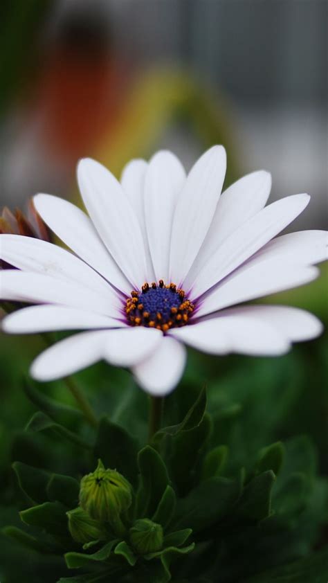 Portrait Daisy Flower Blur Leaves 720x1280 Wallpaper Flower
