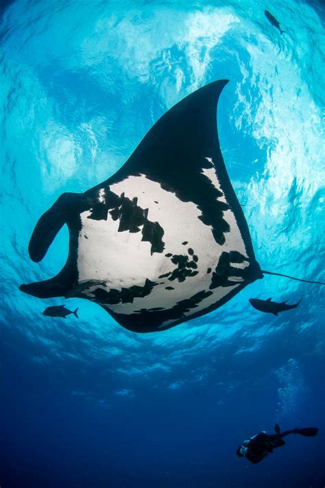Found Worlds Largest Population Of Giant Oceanic Manta Rays