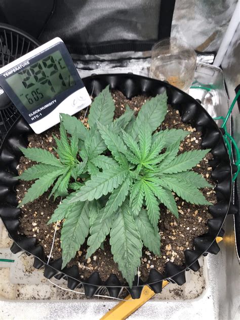 Gorilla Glue 4 Grow Journal Week4 By Nortkung03 Growdiaries