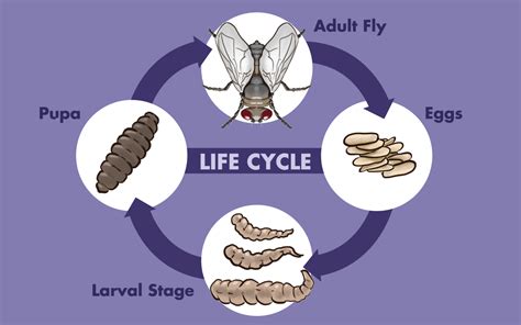 House Fly Life Cycle Time