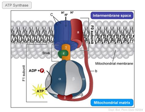 The atp synthase enzymes have been remarkably conserved through evolution. biochemistry - In which direction does ATP synthase rotate ...